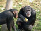 chimp talk