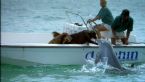 dogs dolphin