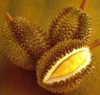 durian 1