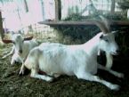 goatfarm