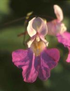 impatiens