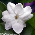 jasmine flower