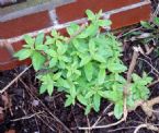 lemon verbena