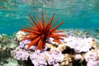 nwhi red pencil urchin