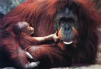 orangutan&baby