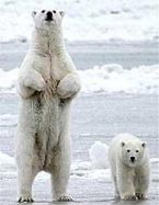 polarbears2