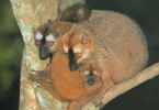 redfrontedlemur