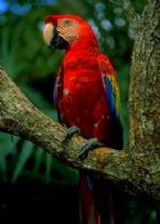 scarlet macaw