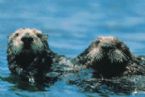 seaotter