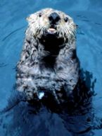 seaotter2