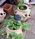 strawberry planters