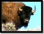 wildbison01