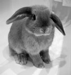 rabbit bw pic