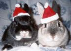 rabbit christmas ... (Click to enlarge)