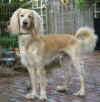 Afghan Hound Retriever Mix ... (Click to enlarge)