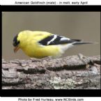 AmericanGoldfinch 13