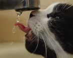 Cat getting a drink