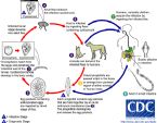 Dipylidium LifeCycle