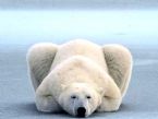 Oso Polar ... (Click to enlarge)