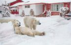 Saskatchewan Home Security ... (Click to enlarge)