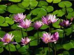 Water lilies