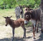 Zonkey