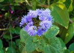 blueflower2