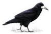 crow