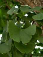 ginkgo07040