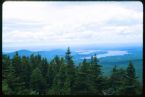 maine forest ... (Click to enlarge)