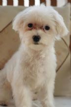 maltese034