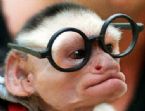 monkeywithglasses