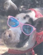 pigSunglasses