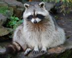 racoon