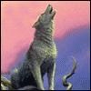 wolf avatar