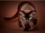 Beautiful Chocolate Cat ... (Click to enlarge)