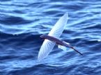 Flying fish