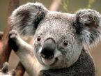 Koala1