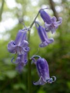 bluebells