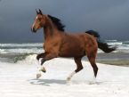 horse sea