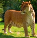 liger pic