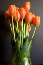 orangetulips