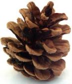 pinecone