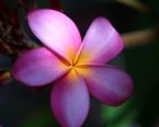 plumeria11