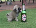 pug beer