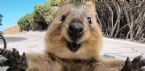 quokka