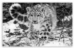 snow leopard 4 t2