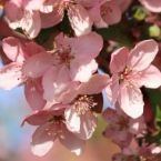 spring blossoms on pink crabapple tree 190x190