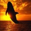 sunset dolphin avatar 100x100 91628