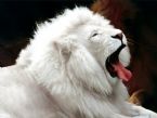 white lion